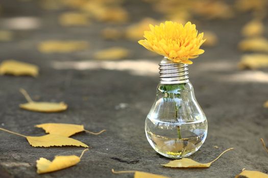 light bulb with yellow flower next to autumn yellow leaves
