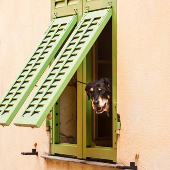 Dog looking trough the rustic window.