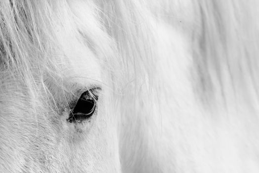 Macro detail of a white horse' eye.