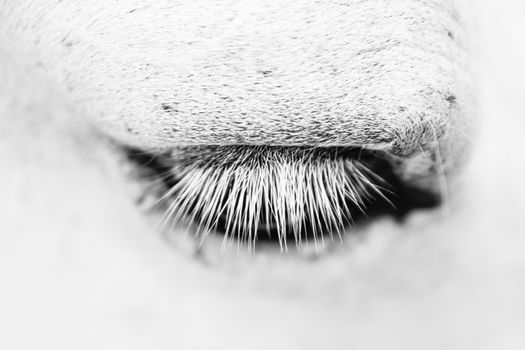Macro detail of a white horse' eye.