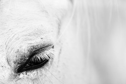 Macro detail of a white horse' eye.