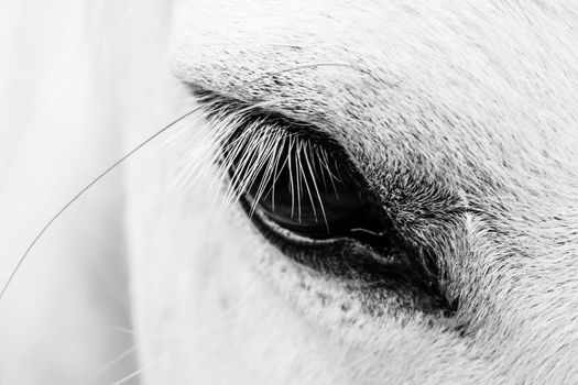 Macro detail of a white horse' eye.