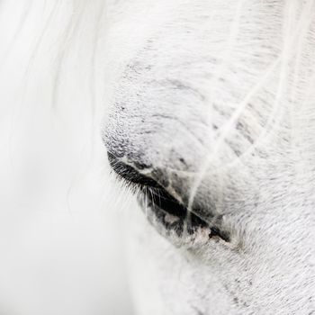 Macro detail of a white horse' eye.