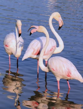 Four white flamingos standing in water