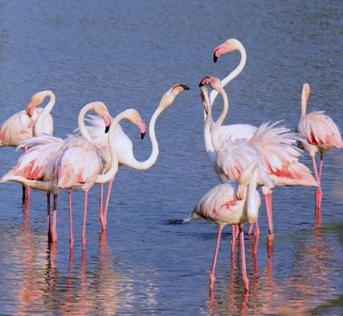 Group of white flamingos standing in water and fighting by sunset