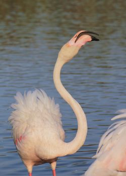 One flamingo with beak open by sunset