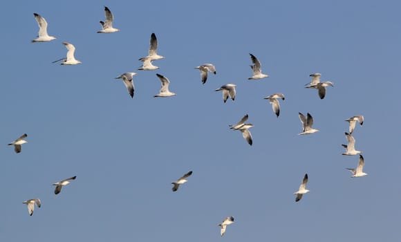 Group of seagulls flying in deep blue sky by beautiful weather