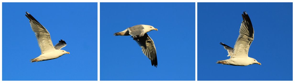 Three images of a seagull with wide opened wings flying into deep blue sky by sunset