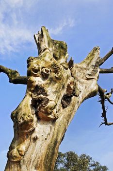 Natures gift, faces in a tree without any bark, central is what appears to be a monkey. Location of shot was Madhya Pradesh, India