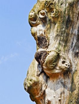 Natures gift, faces in a tree without any bark, central is what appears to be a monkey. Location of shot was Madhya Pradesh, India