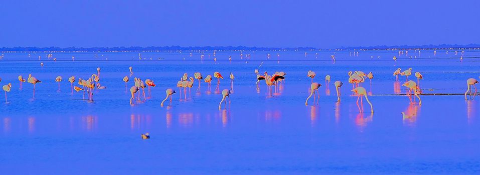 HDR processing flamingos in the water image
