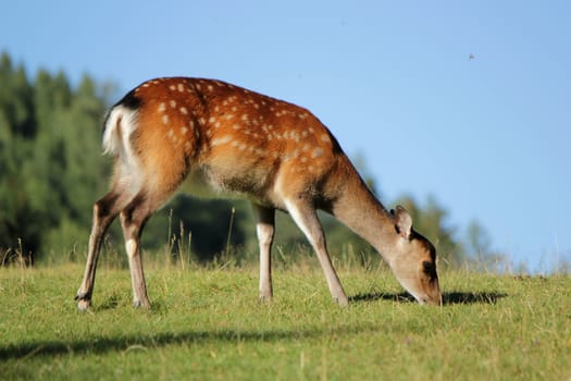 Beautiful doe grazing the grass in a meadow by summer