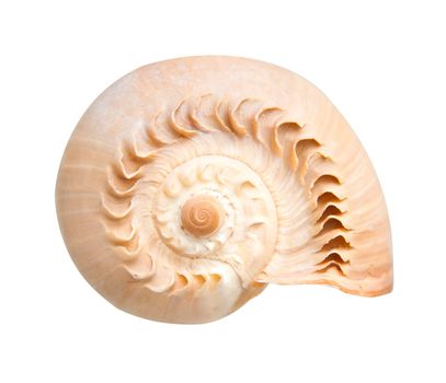 Sea shell on white background