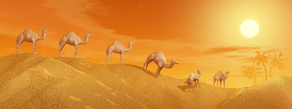 Caravan of camels walking in the desert to an oasis by sunset