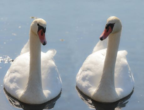 Two beautiful white swans on a lake
