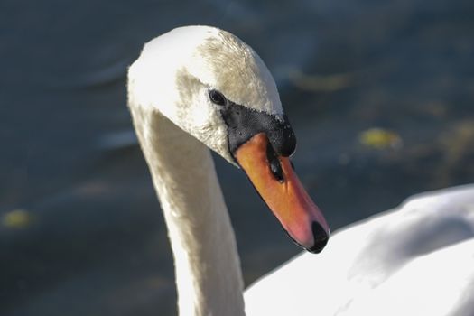 Portrait of a mute white swan on the lake