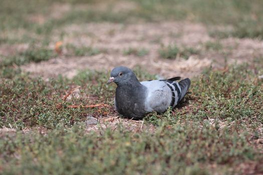 Feral Pigeon in grass out off nature