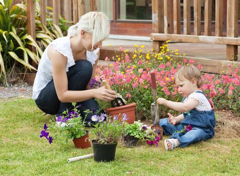 Family plant colorful flowers in a flowerpot