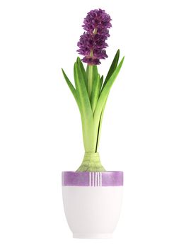 Potted purple hyacinth in a ceramic container with a portion of the bulb visible kept indoors for its strong fragrance and pretty inflorescence isolated on white