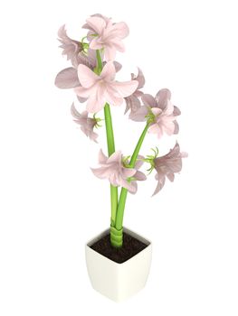 Pink Hippeastrum flowers, also commonly called Amaryllis, which are a winter flowering bulb that does well indoors in containers isolated on white