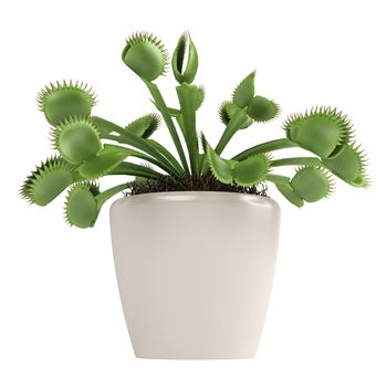 Venus Flytrap, Dionaea muscipula, which is a carnivorous plant that traps insects that touch the trigger hairs sealing them in hermetically and digesting them, isolated on white