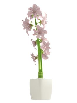 Pink Hippeastrum flowers, also commonly called Amaryllis, which are a winter flowering bulb that does well indoors in containers isolated on white