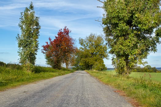 Road in the autumn with yellow trees