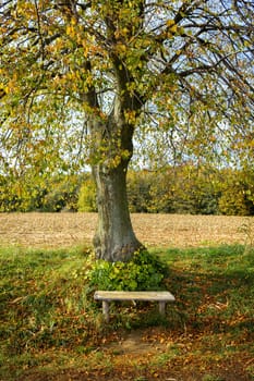 Autumn landscape with bench tree and field