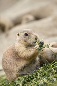 Prairie dog eating