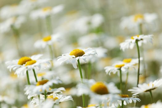 camomiles summer field