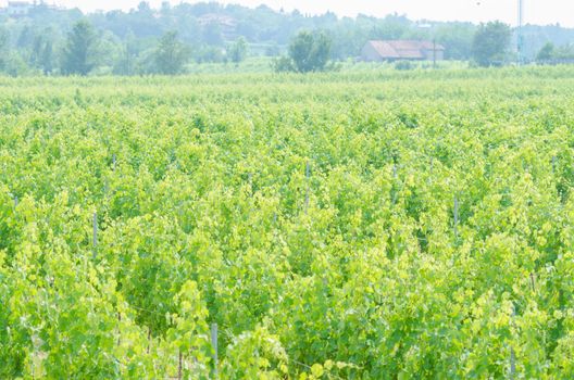 Vineyard on a bright summer day