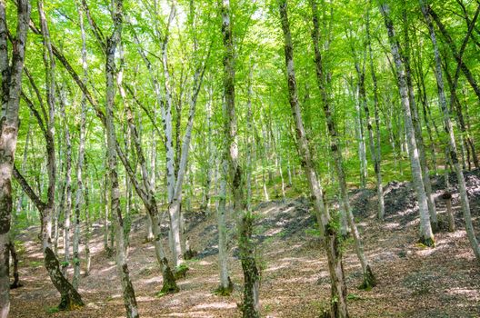 Green forest in bright summer day