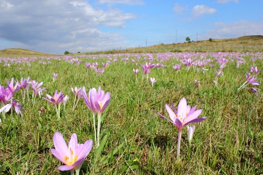 meadow covered with autumn crocus (colchicum autumnale)