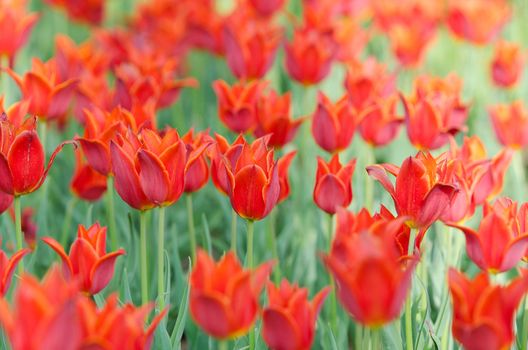 Flowers tulips in the garden