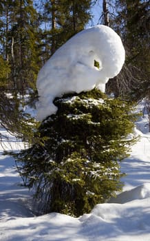 Spruce in the winter forest with a huge snow caps