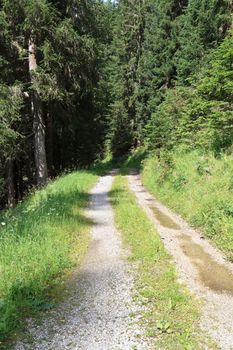 beautiful path between trees in Italian Alps