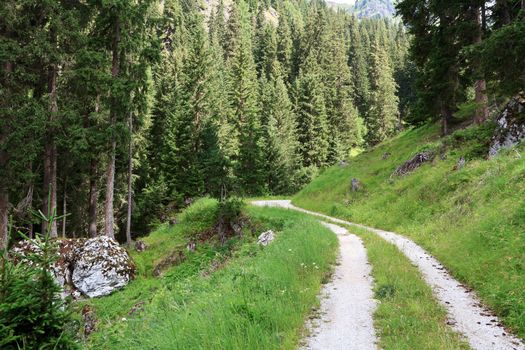 beautiful path between trees in Italian Alps