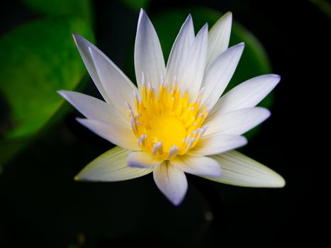 White lotus1