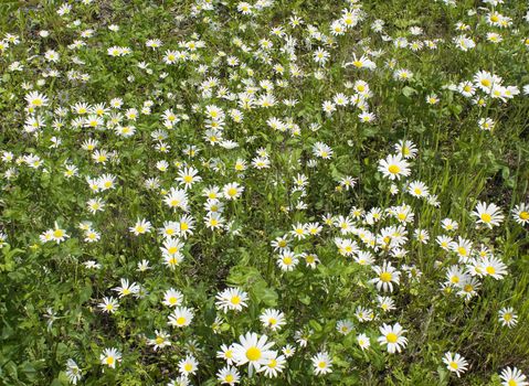 field daisies growing in a forest glade