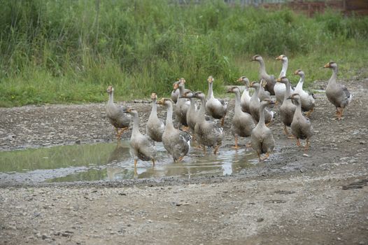 domestic geese walking in the barnyard farm