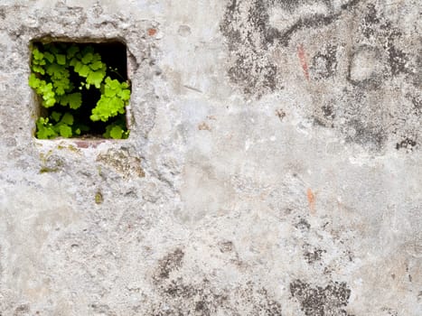 Little plant growing in the hole of wall
