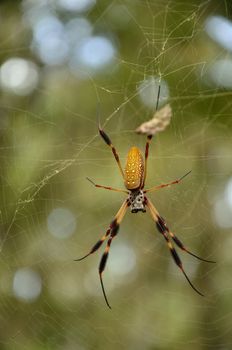 Black and yellow spider hanging in his web