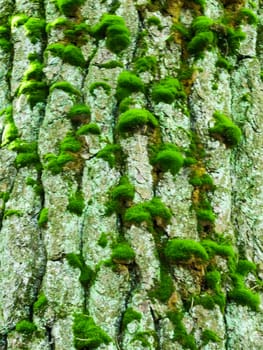 texture of wood covered with green moss