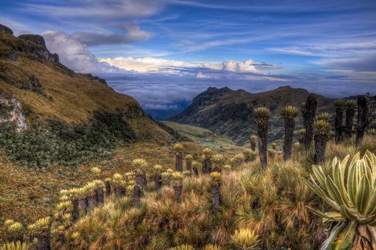 Paramo landscape in Colombia near Nevado del Ruiz dotted with espeletia plants.