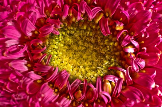 A closeup of a pink gerbera flower.