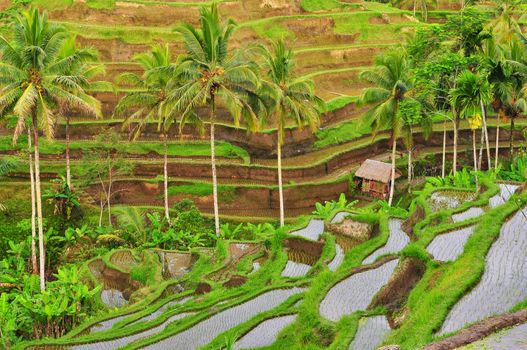 Balinese green rice fields terrace, Indonesia, Bali