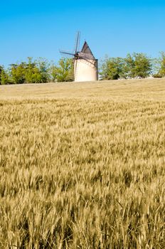 Barley and wheat field and windmill, blue sky background