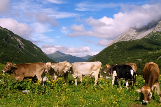 Cow in the meadow of Swiss Alps mountains, Switzerland