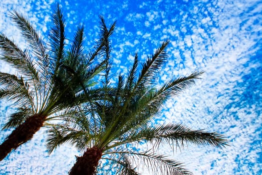 Palm trees diagonal on blue sky background with white clouds