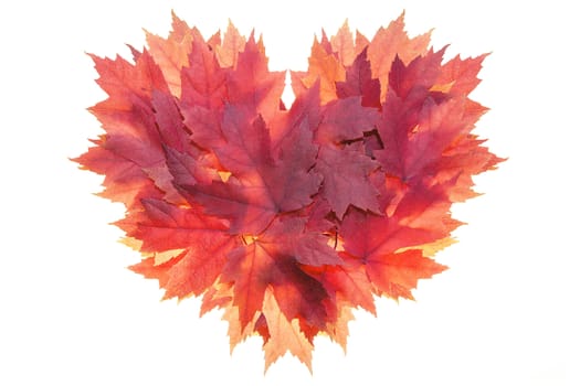 Fall Season Red Maple Tree Leaves Forming Heart Shape Isolated on White Background